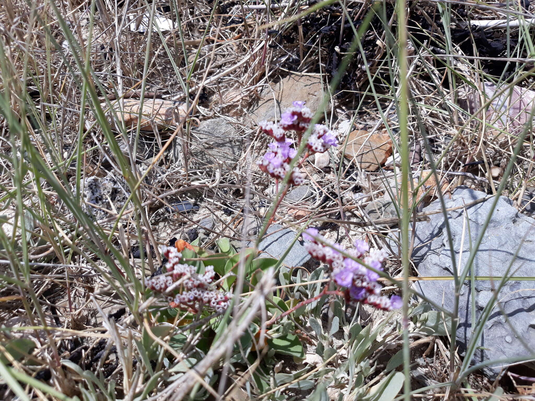 Image of Mediterranean sea lavender