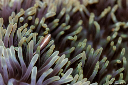 Image of Clown fish