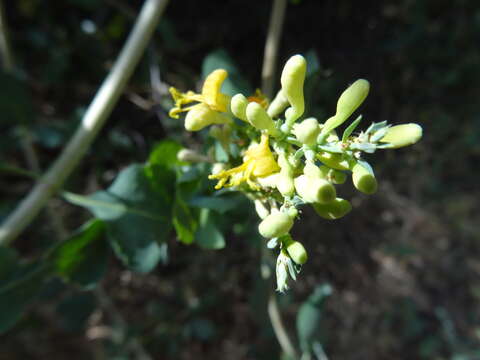 Image de Lonicera interrupta Benth.