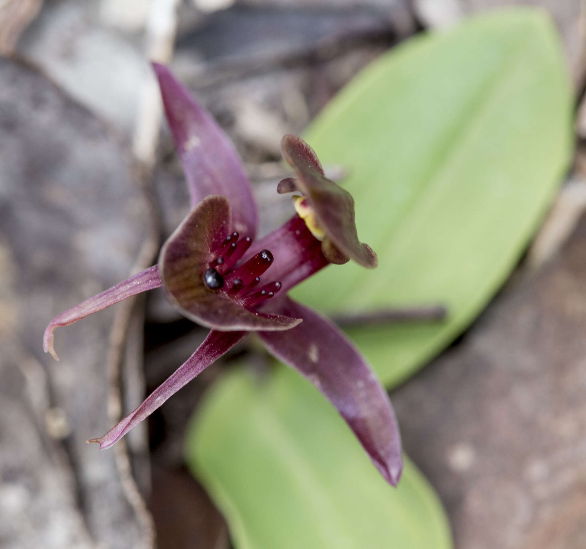 Image of Three-horned bird orchid