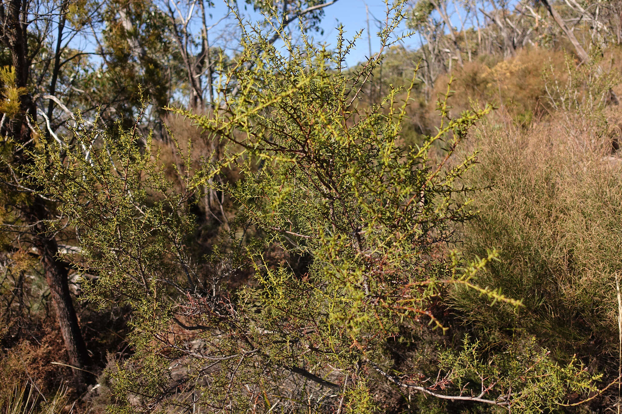 Image of juniper wattle