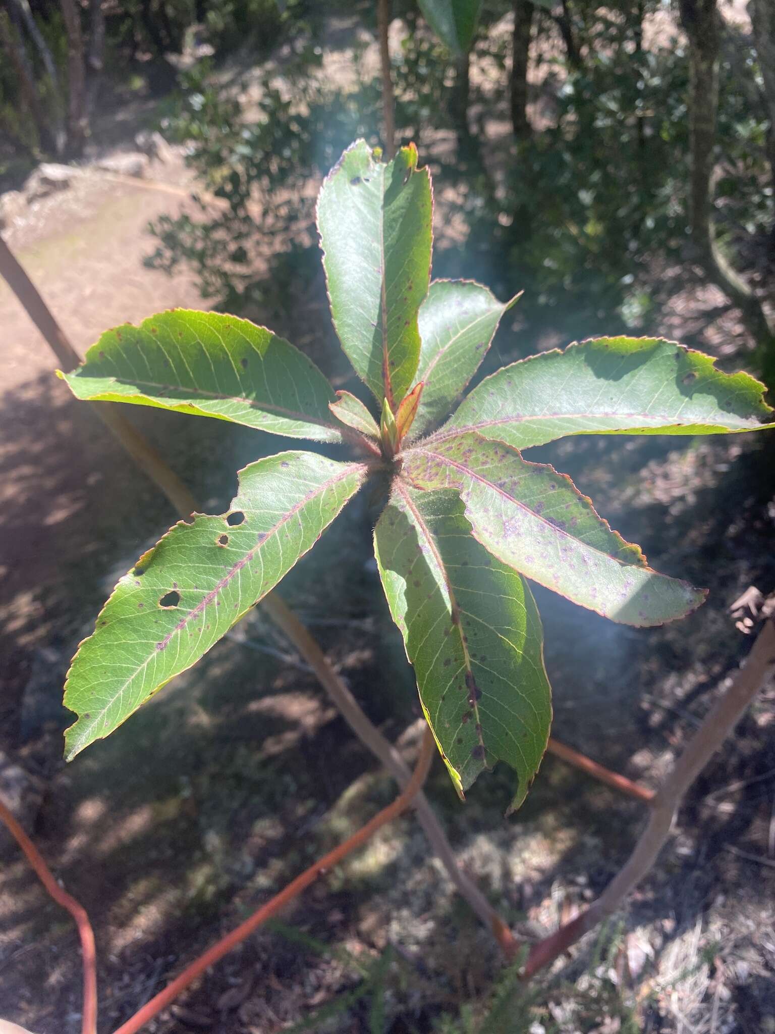 Imagem de Arbutus canariensis Duham.