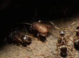 Image of Eastern Ant Cricket