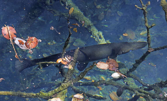 Image of Cuban Gar