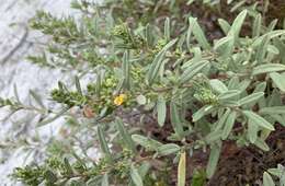 Image of Florida scrub frostweed