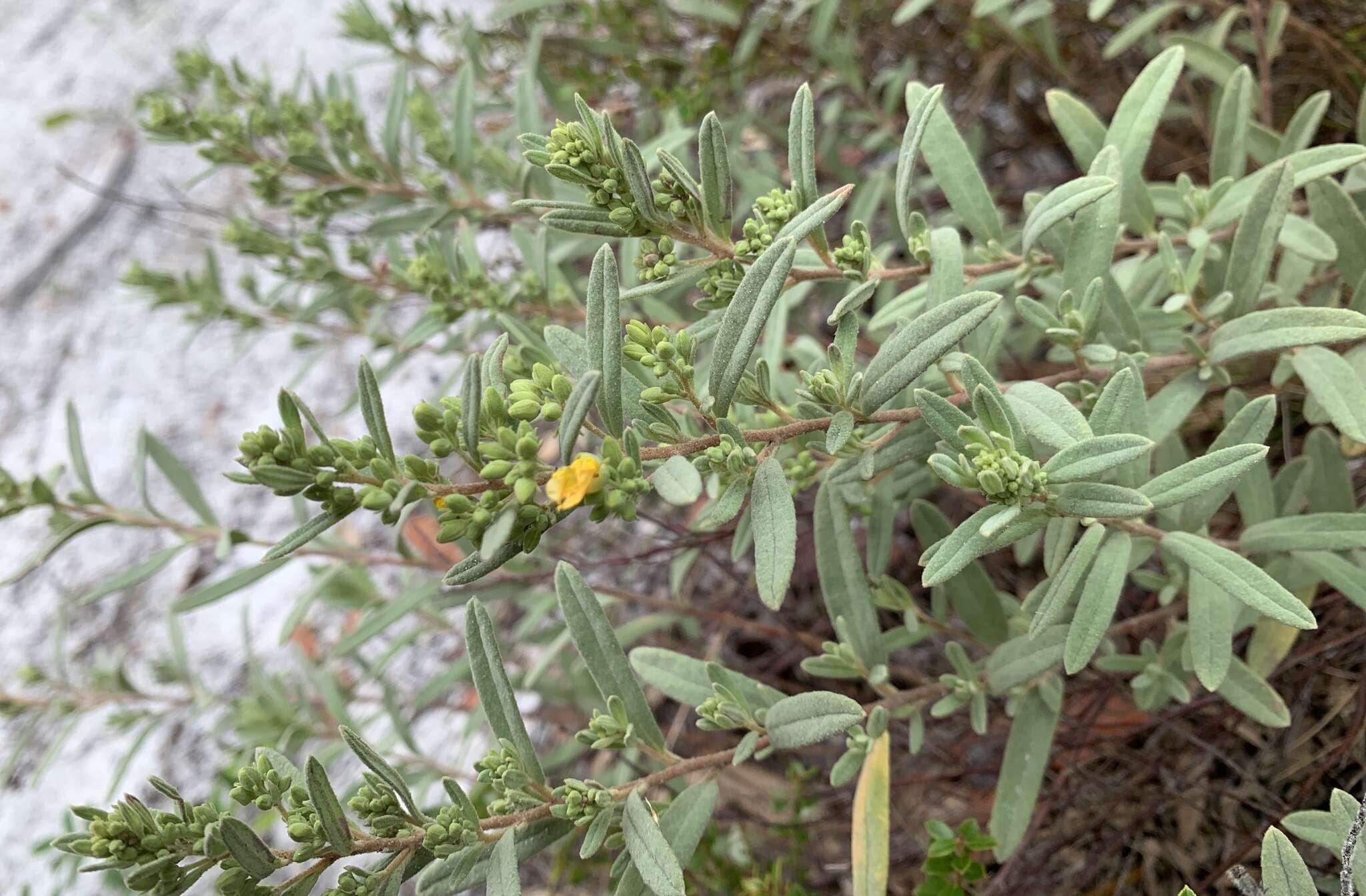 Image of Florida scrub frostweed