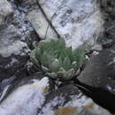 Image of Haworthia decipiens var. minor M. B. Bayer