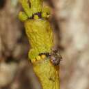 Image of bog korthal mistletoe