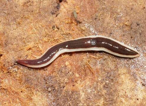 Image of Tasmanoplana tasmaniana (Darwin 1844)