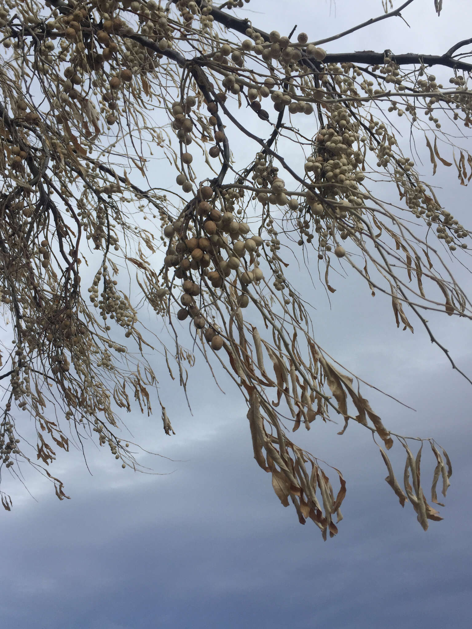 Image of Russian olive