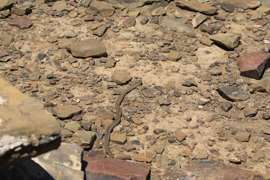 Image de Psammophis leopardinus Bocage 1887