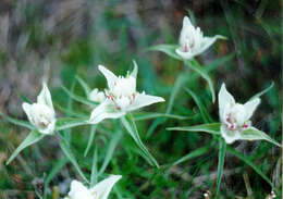 Image of Castilleja arctica Krylov & Sergievsk.