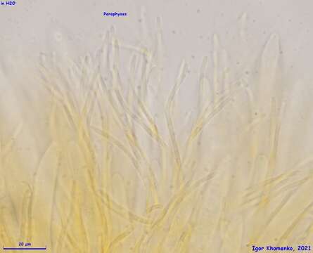 Image of Parachnopeziza miniopsis (Ellis) Korf 1978