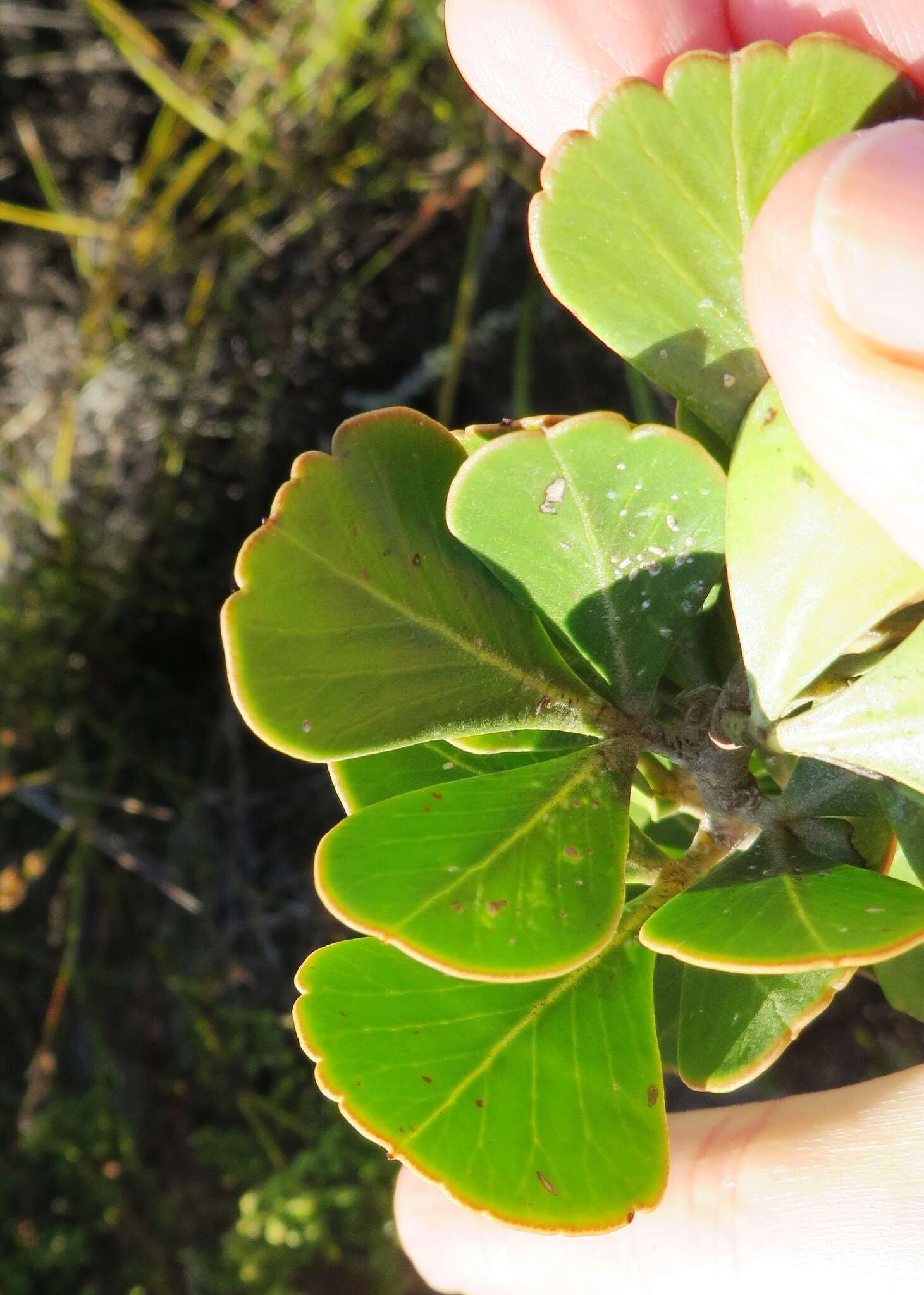 Image of <i>Searsia <i>scytophylla</i></i> var. scytophylla