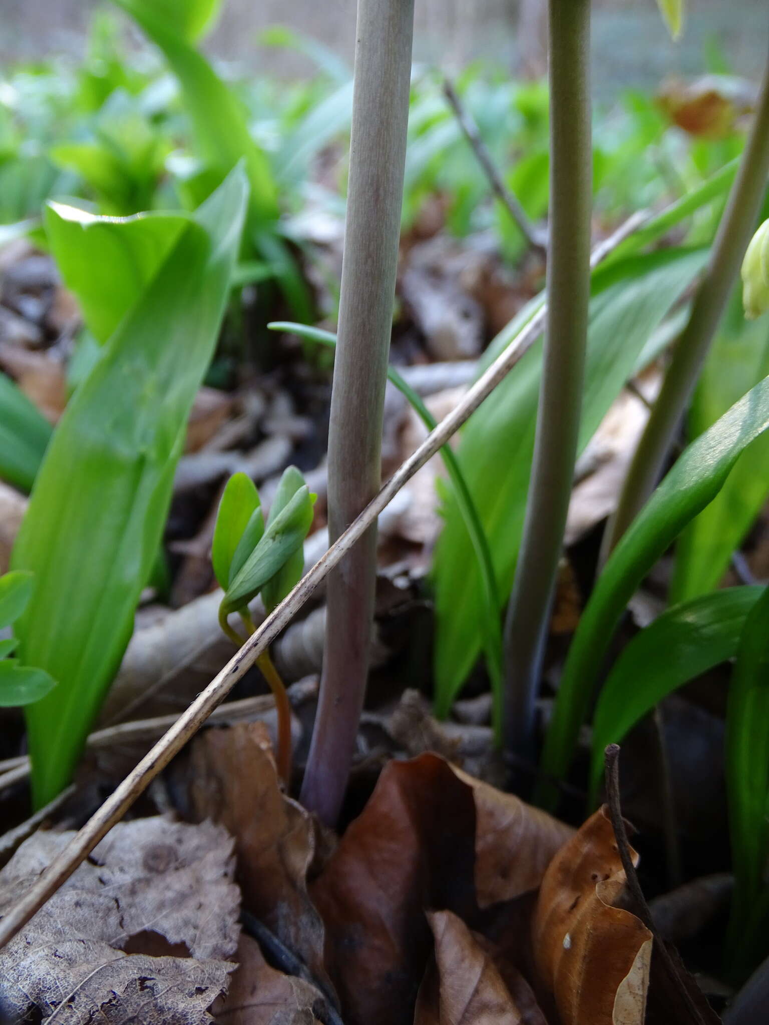 Image of Cardamine enneaphyllos (L.) Crantz