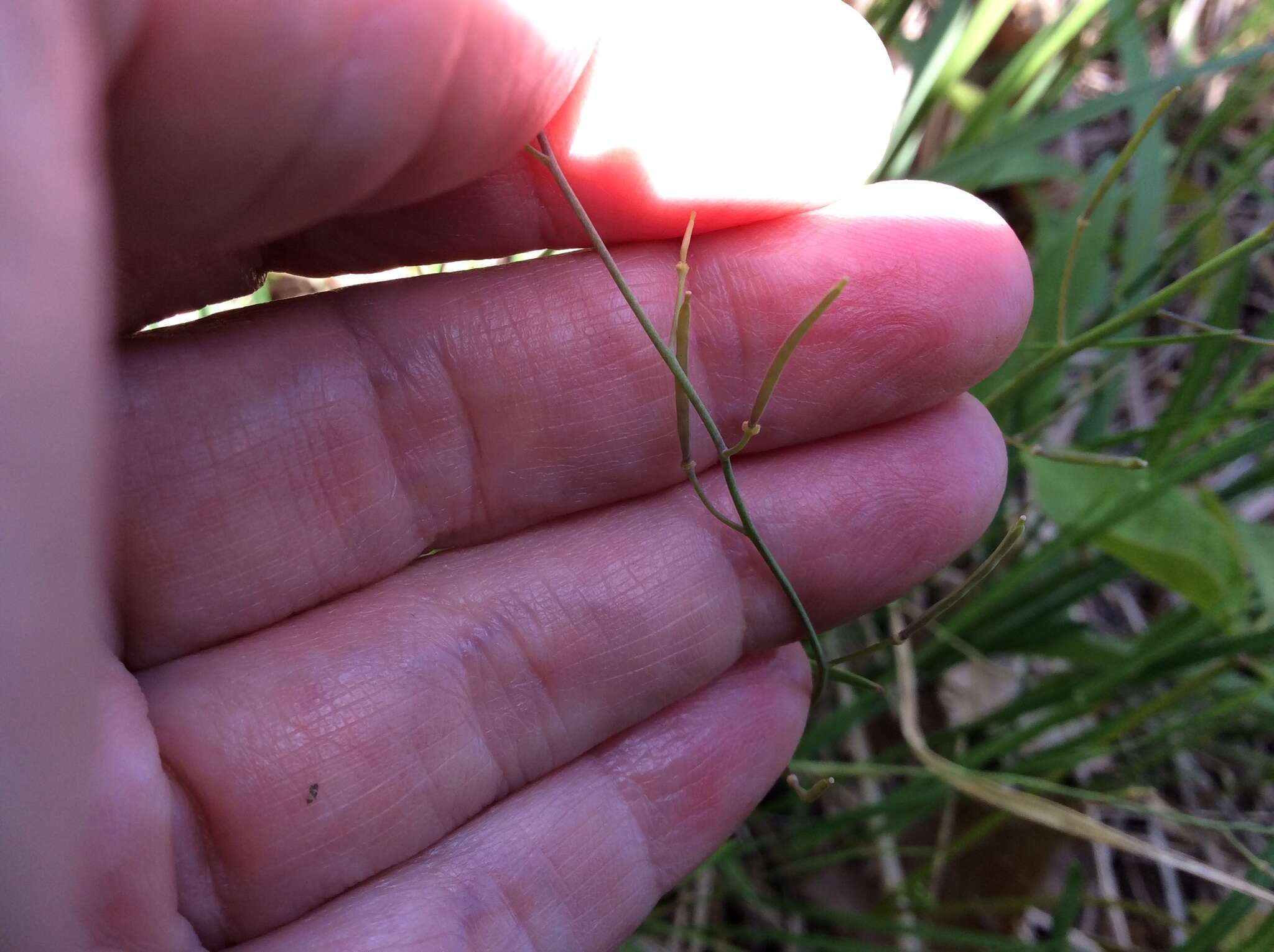 Plancia ëd Arabidopsis lyrata (L.) O'Kane & Al-Shehbaz