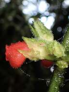 Image of Drymonia teuscheri (Raymond) J. L. Clark