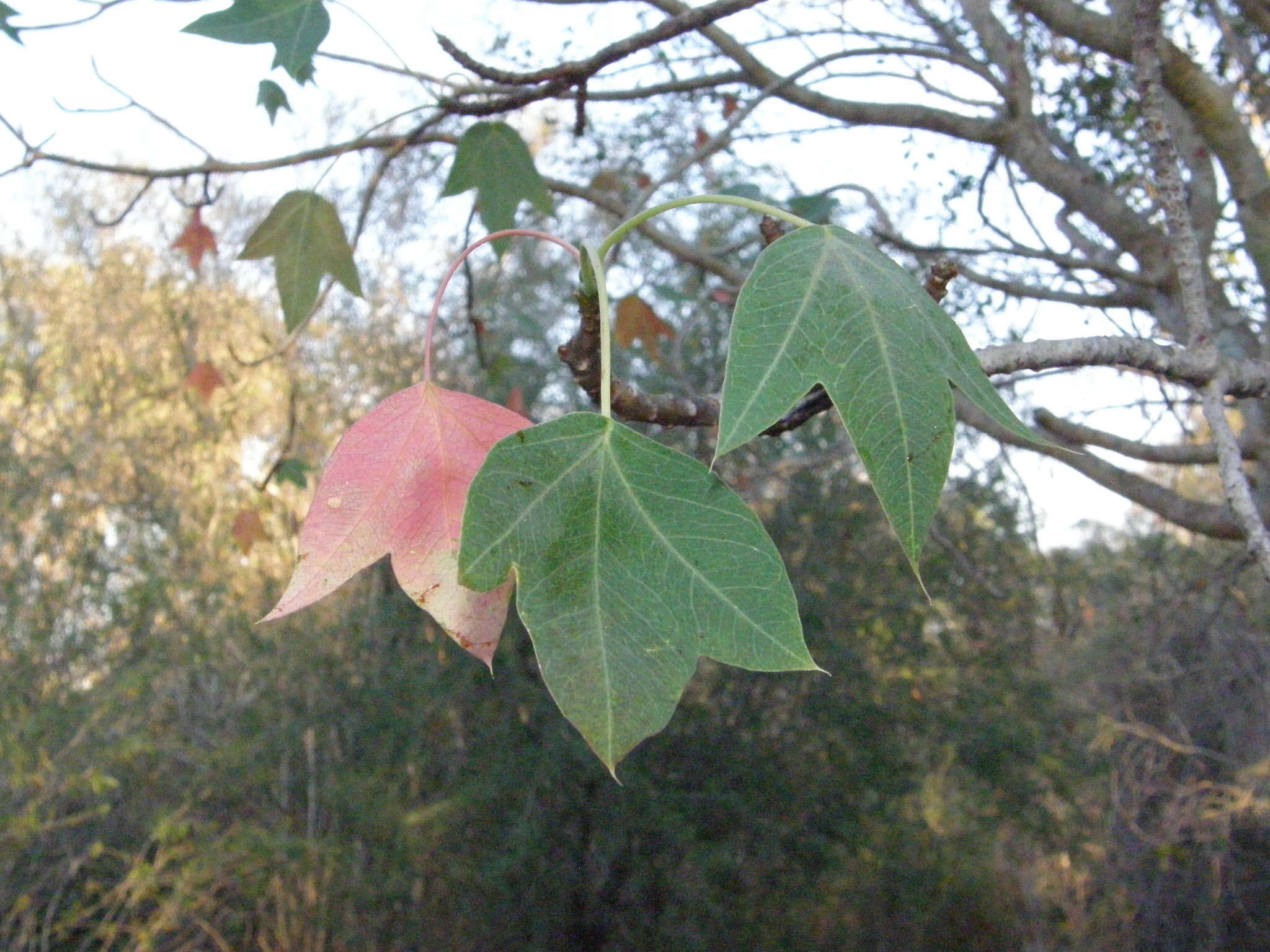 Image of Jatropha mahafalensis Jum. & H. Perrier