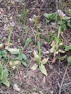 Image of Ophrys tenthredinifera subsp. ficalhoana (J. A. Guim.) M. R. Lowe & D. Tyteca