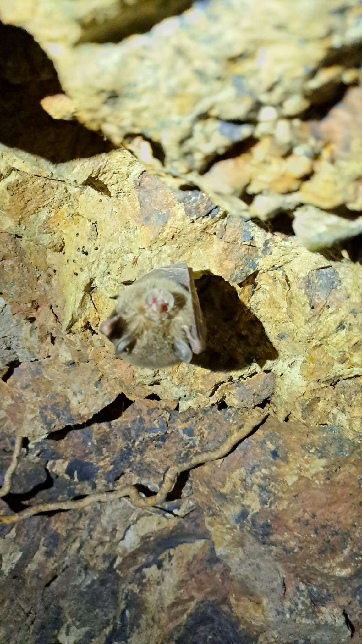 Image of Eastern Horseshoe Bat