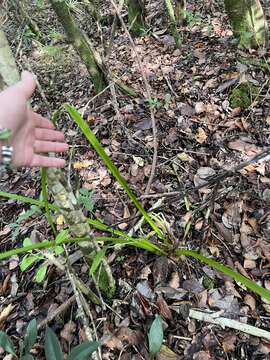 Image of Latin American orchid