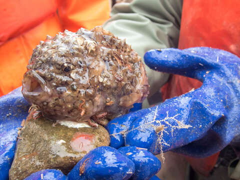 Image of Newfoundland spiny lumpsucker