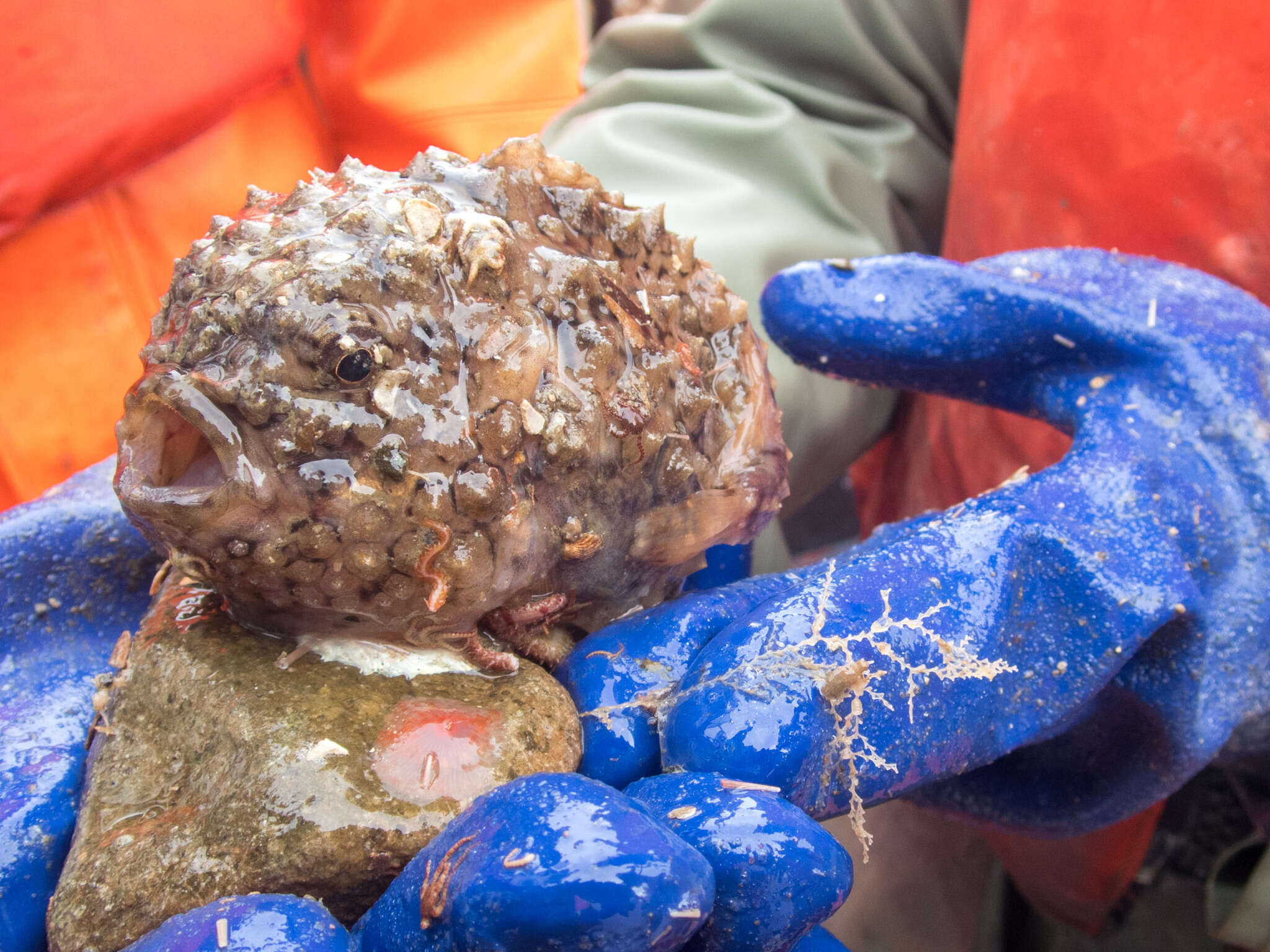 Image of Newfoundland spiny lumpsucker