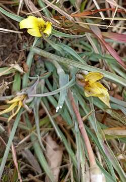 Image of Tragopogon gracilis D. Don