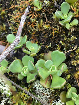 Image of roseflower stonecrop