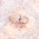 Image of Habronattus arcalorus Maddison & Maddison 2016