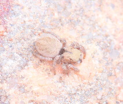 Image of Habronattus arcalorus Maddison & Maddison 2016