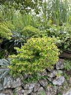 Image of Euphorbia characias subsp. characias