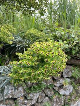 Euphorbia characias subsp. characias resmi