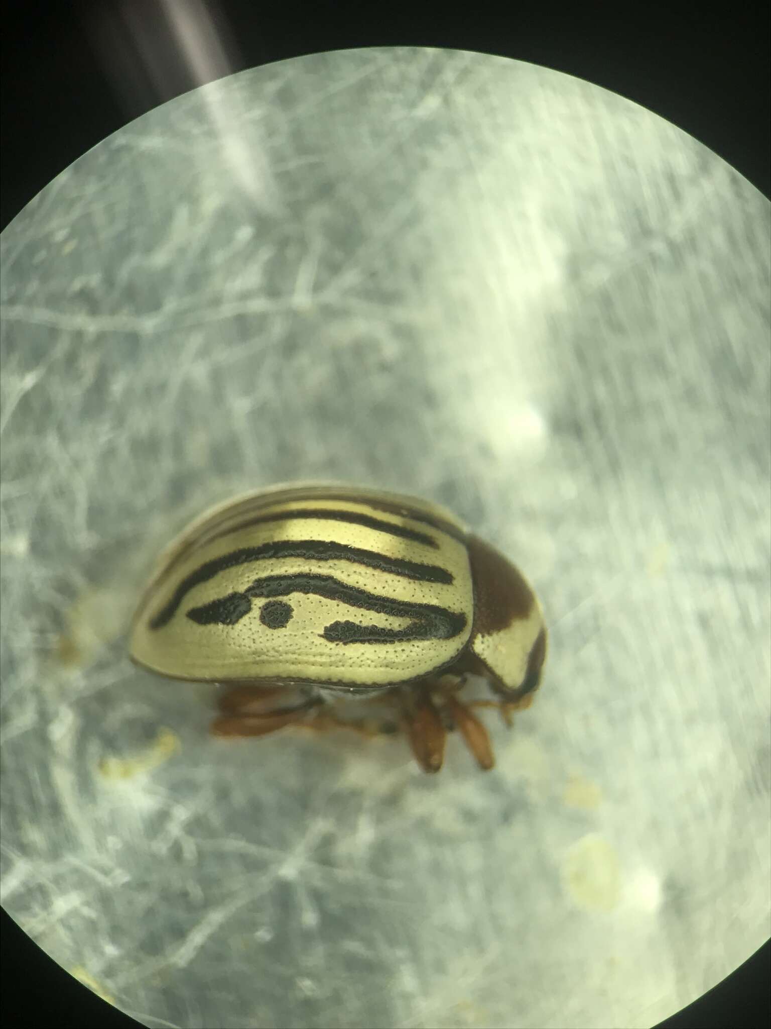 Image of Sunflower Beetle