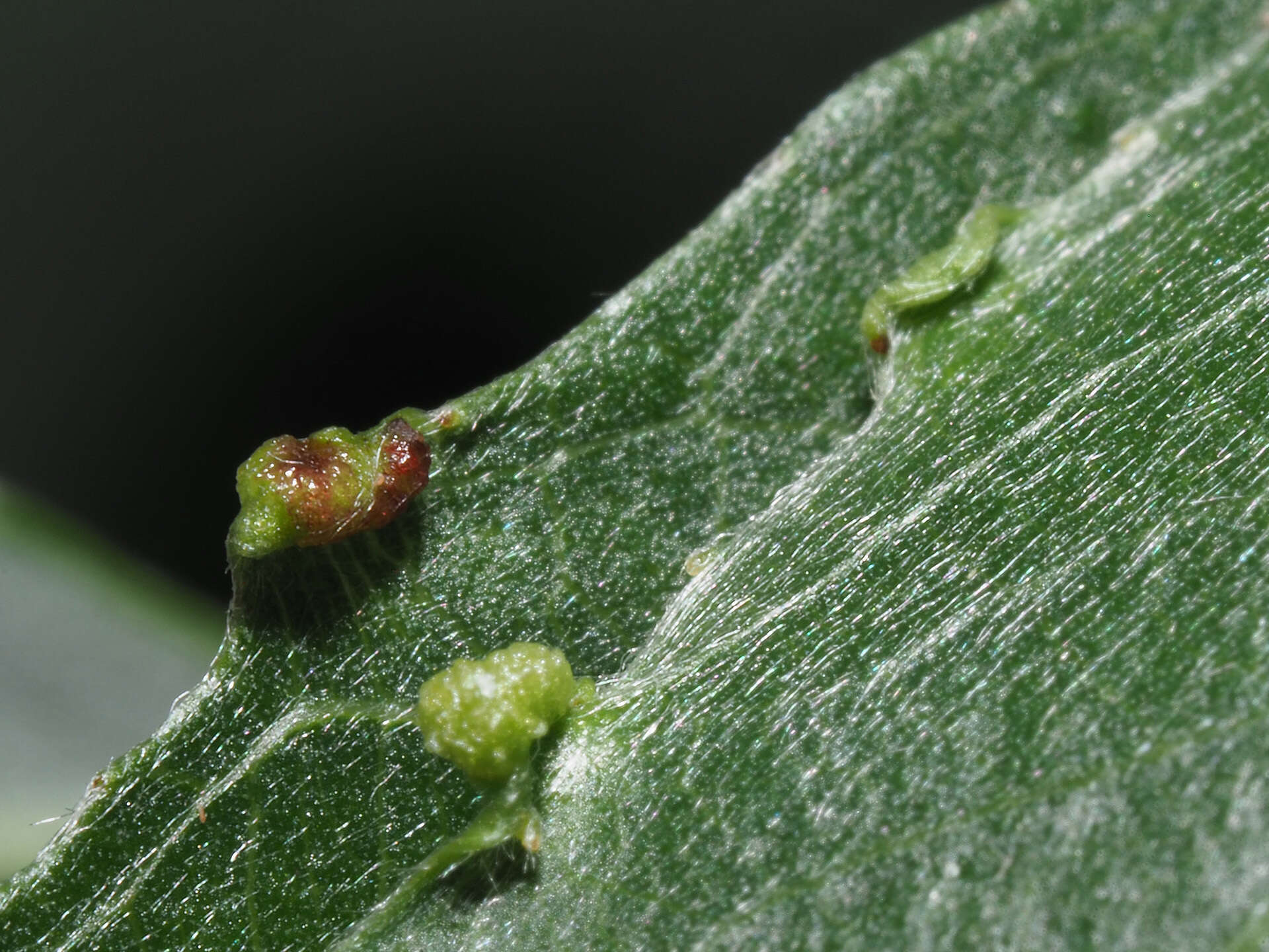 Image of <i>Aculus craspedobius</i> (Nalepa 1925)