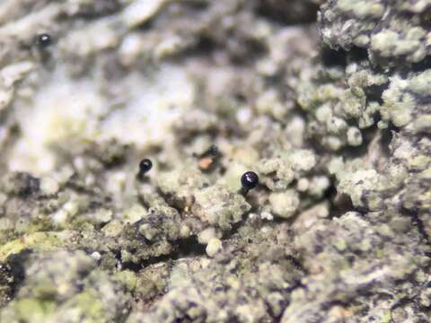 Image of sphinctrina lichen