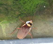 Image of Australian cockroach