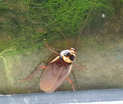 Image of Australian cockroach