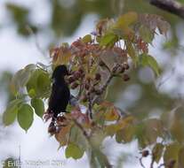 Image of Antillean bullfinches