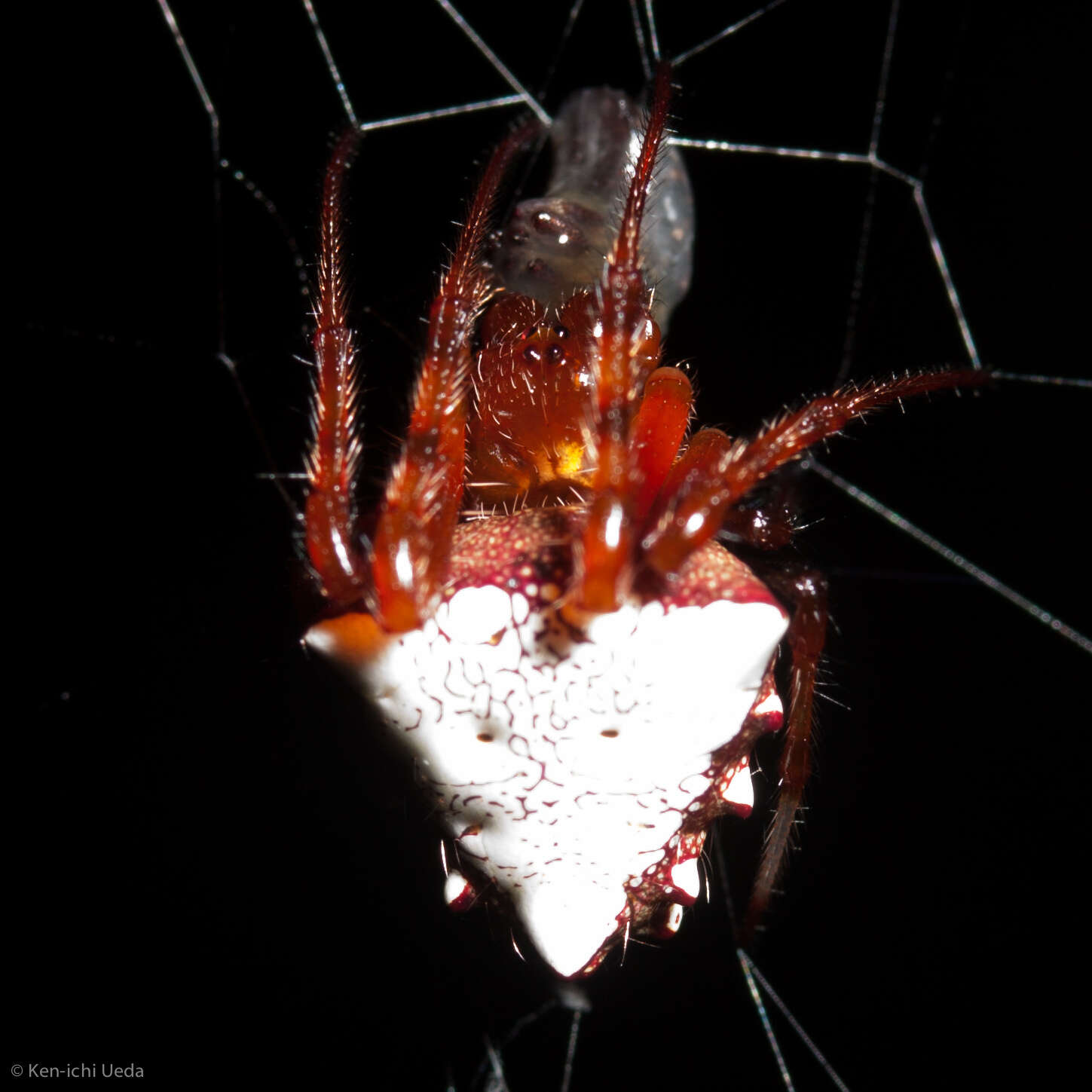 Image of Arrowhead Spider