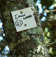 Image of Olea capensis subsp. macrocarpa (C. H. Wright) I. Verd.