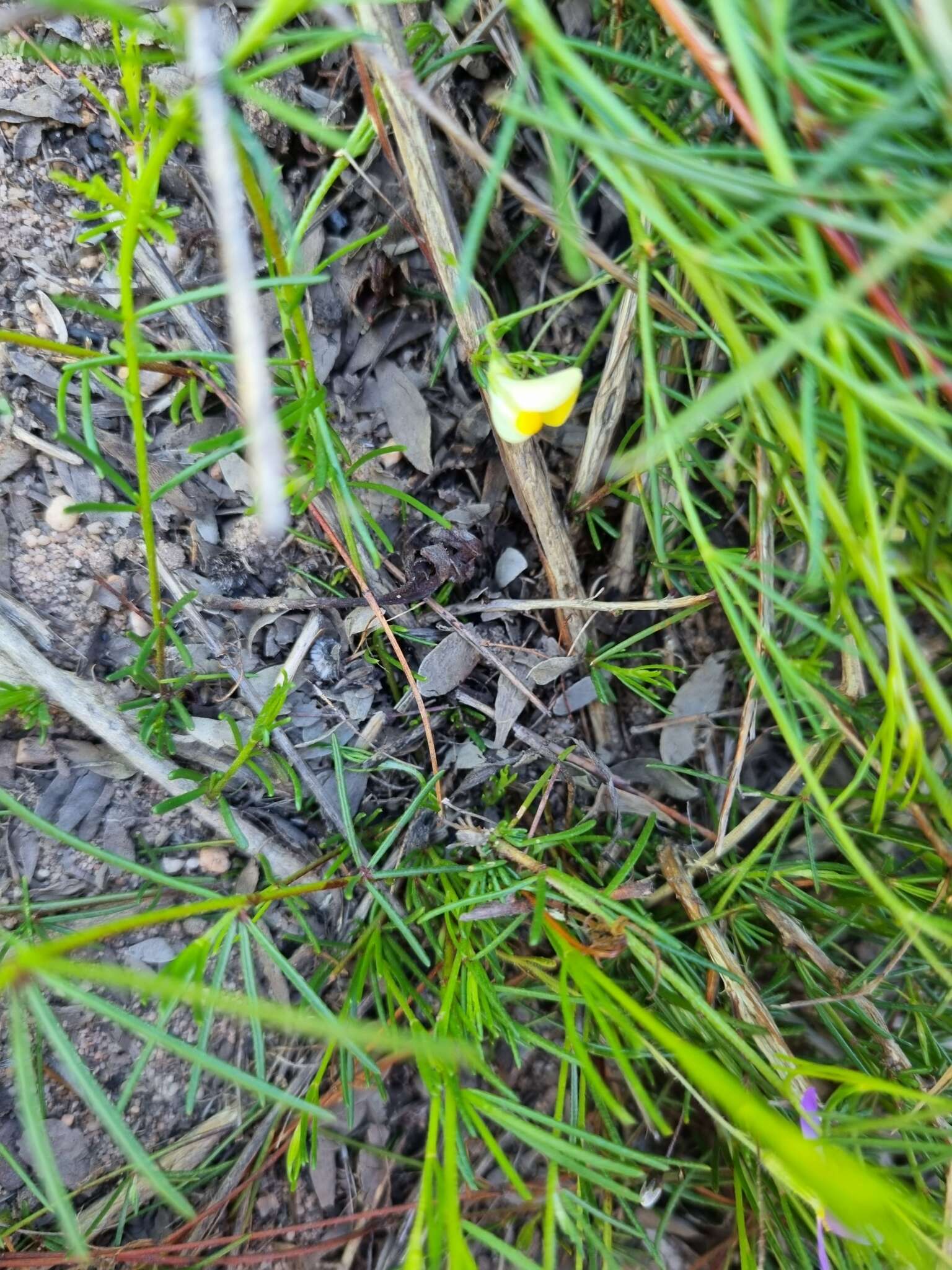 Слика од Aspalathus bracteata Thunb.