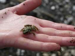 Image of Iberian Parsley Frog