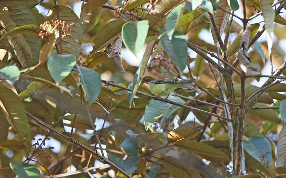 Image of Sulphur-bellied Tyrannulet