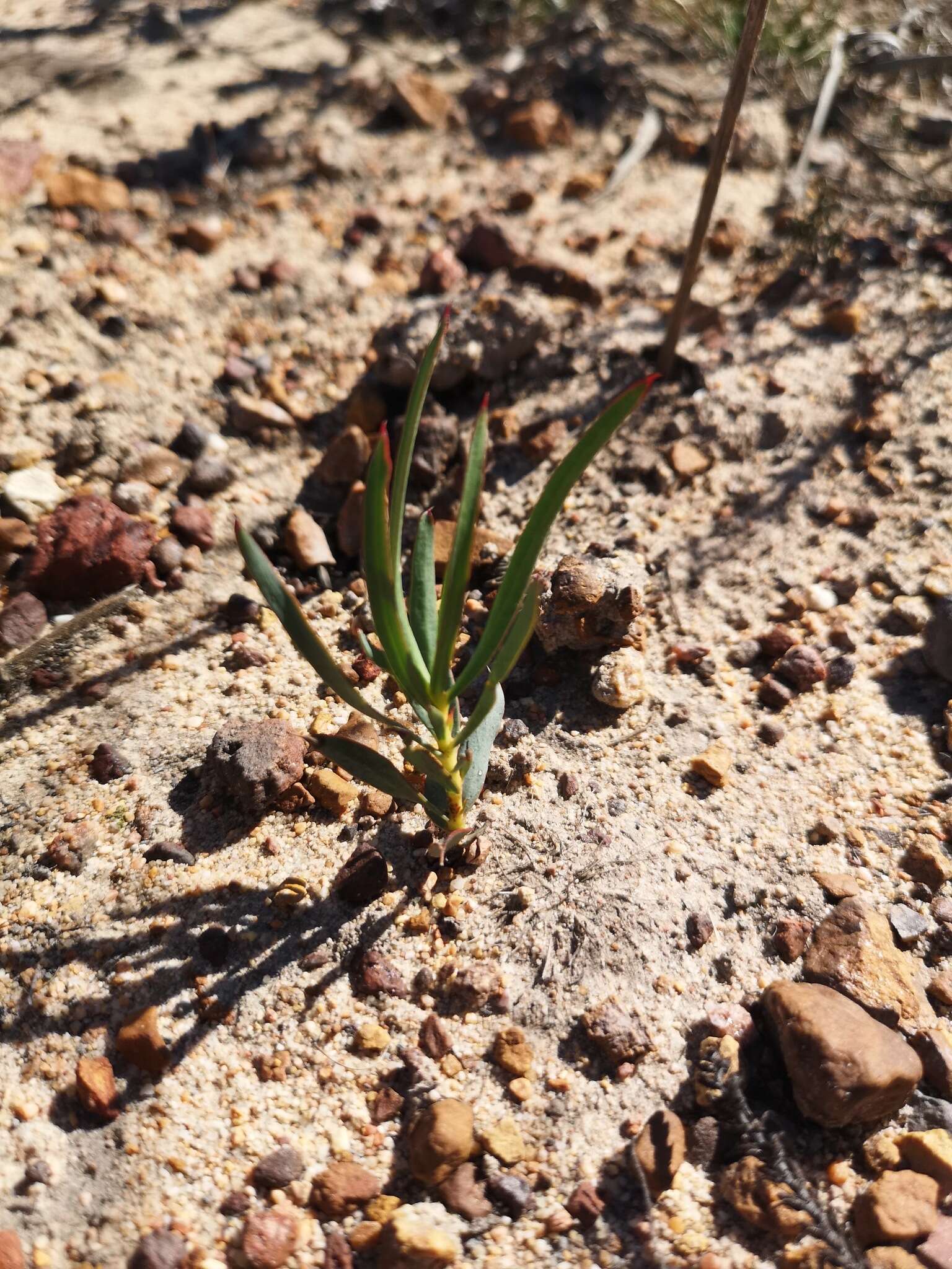 Image of Ground-rose