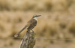 Image of Chalk-browed Mockingbird