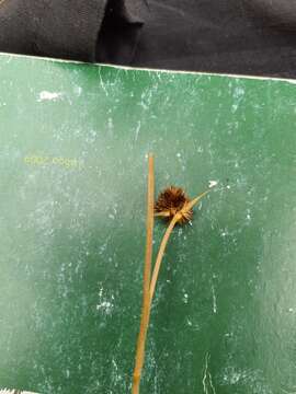 Image of Juncus valvatus Link