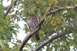 Image of Pearl-spotted Owlet