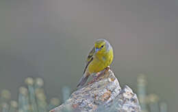 Image of Corsican Citril Finch