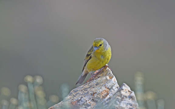 Imagem de Carduelis corsicana (Koenig & AF 1899)